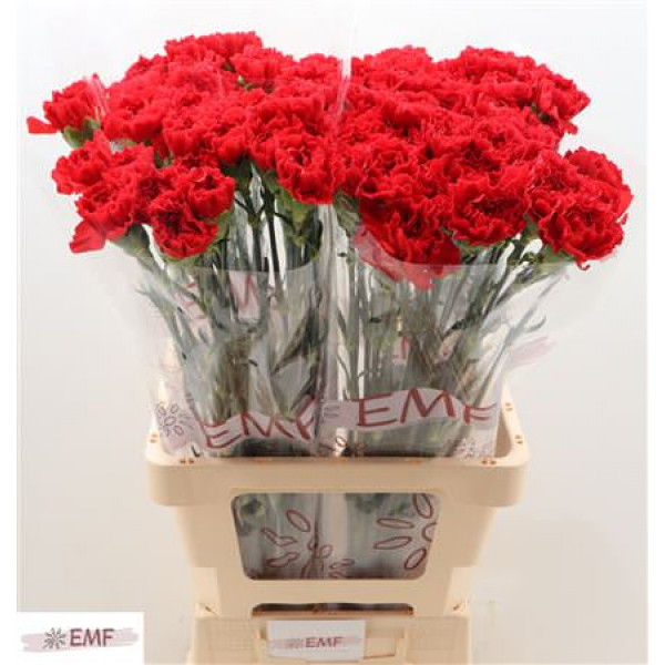 Dianthus St Grand Slam 70cm A1