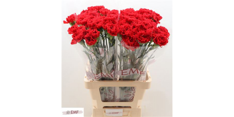 Dianthus St Grand Slam 70cm A1