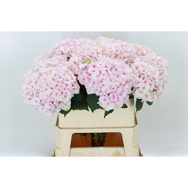 Hydrangea M Mag Emerald 50cm A1