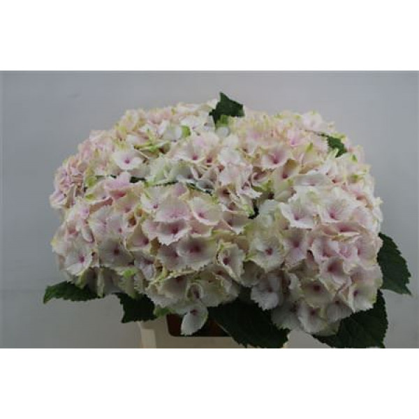 Hydrangea M Emerald 60cm 60cm A1