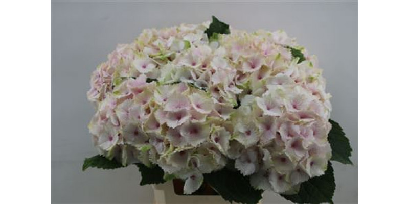 Hydrangea M Emerald 60cm 60cm A1