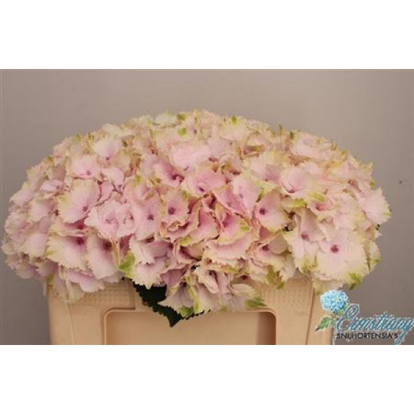 Hydrangea M Emerald 50cm A1