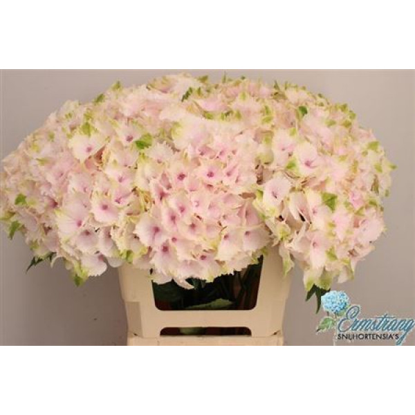 Hydrangea M Emerald  60cm A1