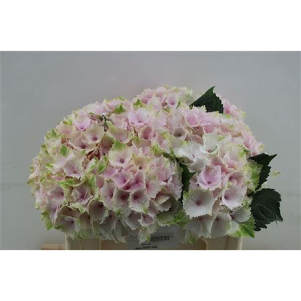 Hydrangea M Emerald  50cm A1