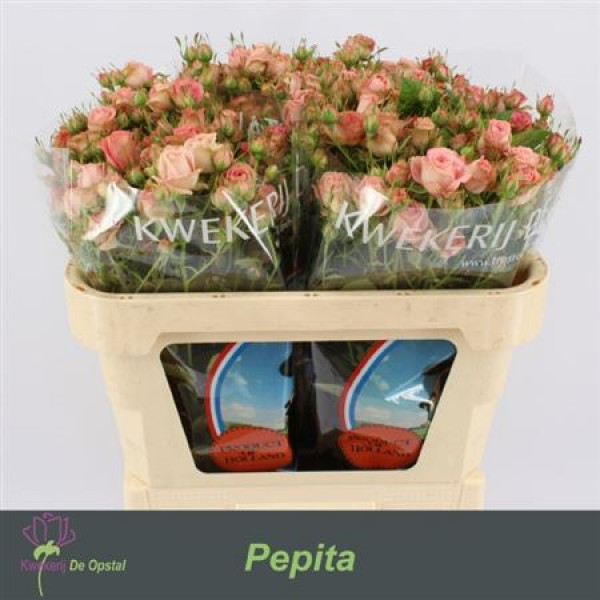 Rose Tr Pepita 70cm A1