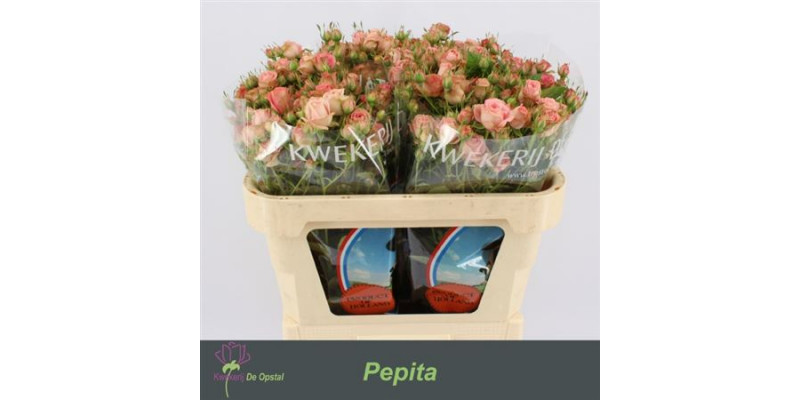 Rose Tr Pepita 70cm A1