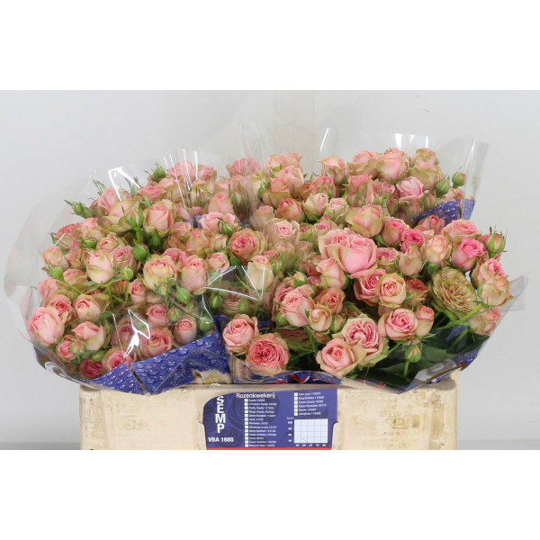 Rose Tr Pepita 60cm A1 Col-Pink