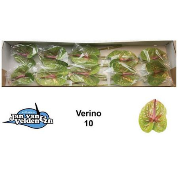 Anthurium Verino X10 10 Col-Green