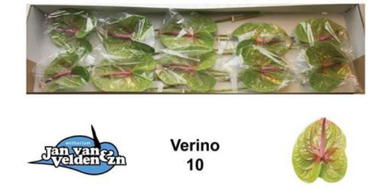 Anthurium Verino X10 10 Col-Green