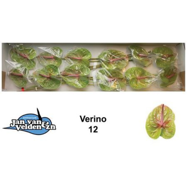 Anthurium Verino X12 12cm 12 Col-Green