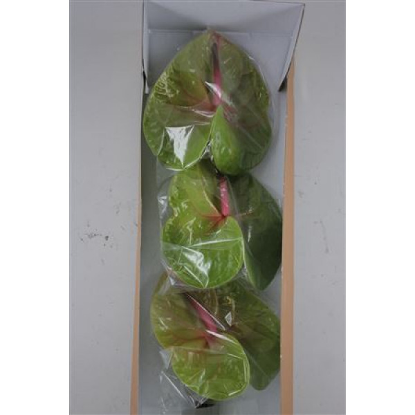 Anthurium Verino Half 6cm A1