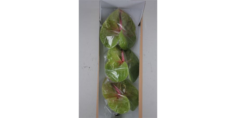 Anthurium Verino Half 6cm A1