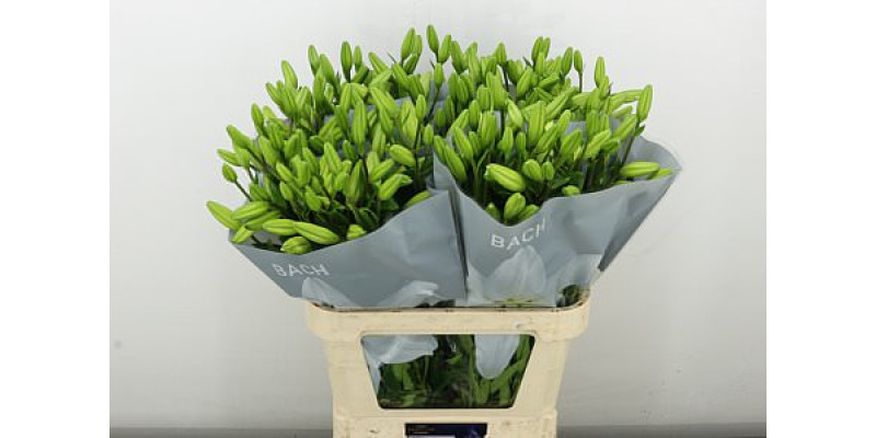 Lillys La Bach 4+ 90 cm A1