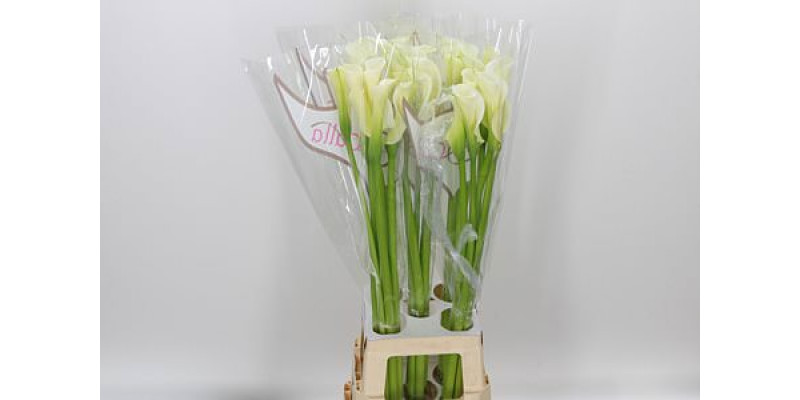 Zanthedeschias Calla Lilly Ae Avalanche 90 cm  A1