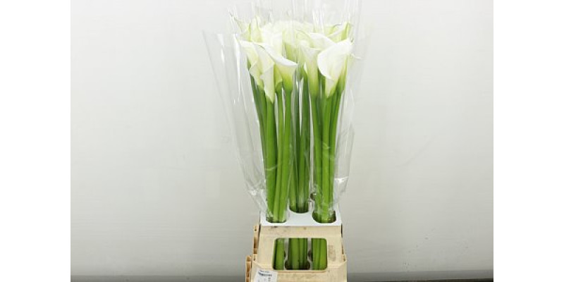 Zanthedeschias Calla Lilly Ae Avalanche 90 cm A1