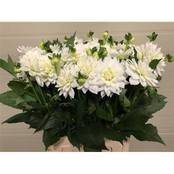 Dahlia White Margot 60cm A1