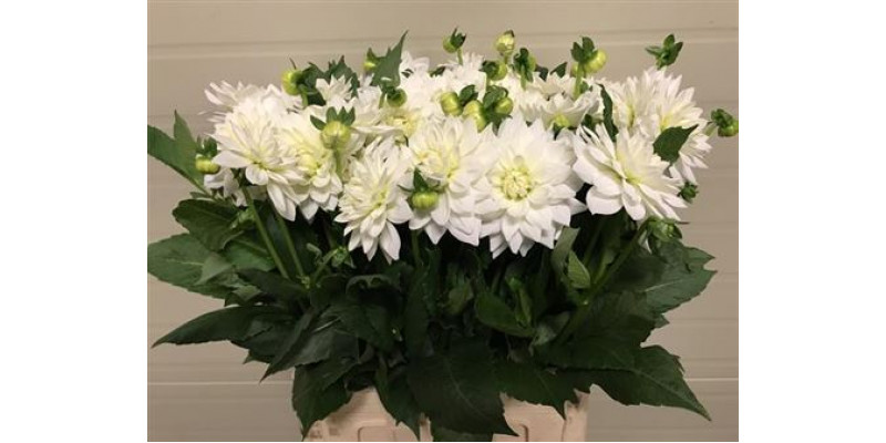 Dahlia White Margot 60cm A1