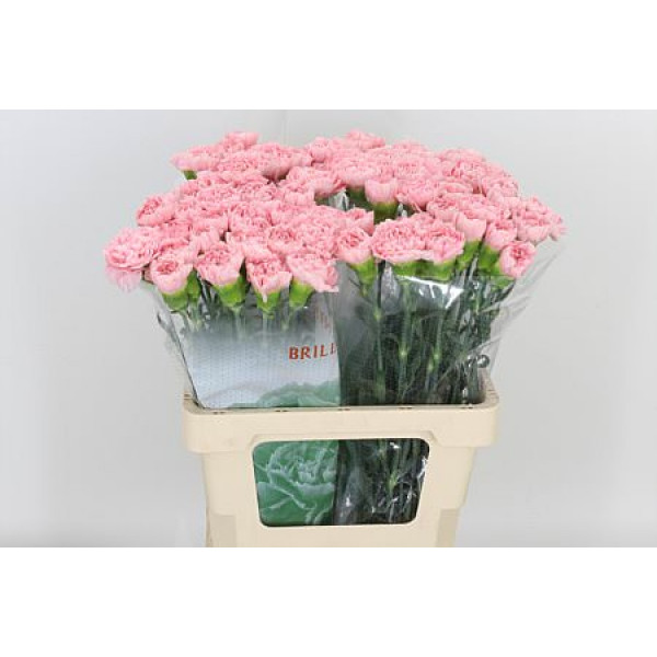 Dianthus St Pink Montezuma 60cm A1