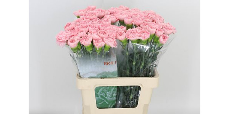 Dianthus St Pink Montezuma 60cm A1