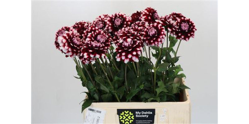 Dahlia Checkers 60 cm A1