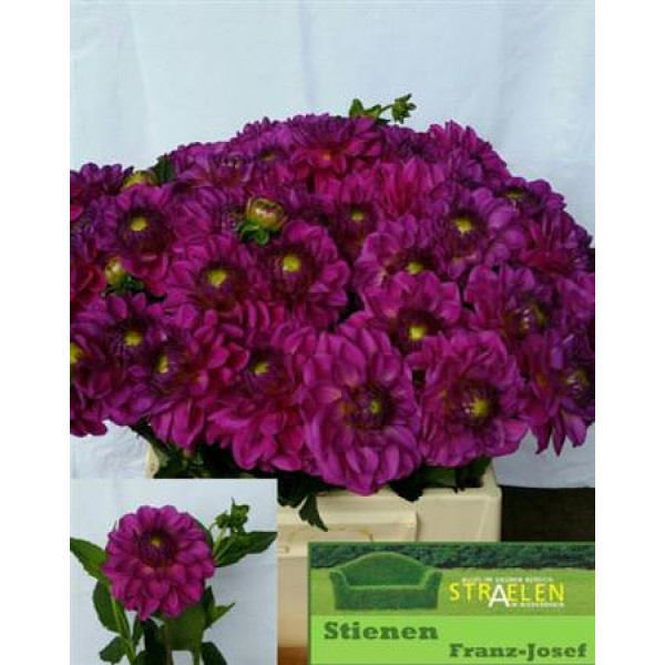 Dahlia Pom Purple 50cm 