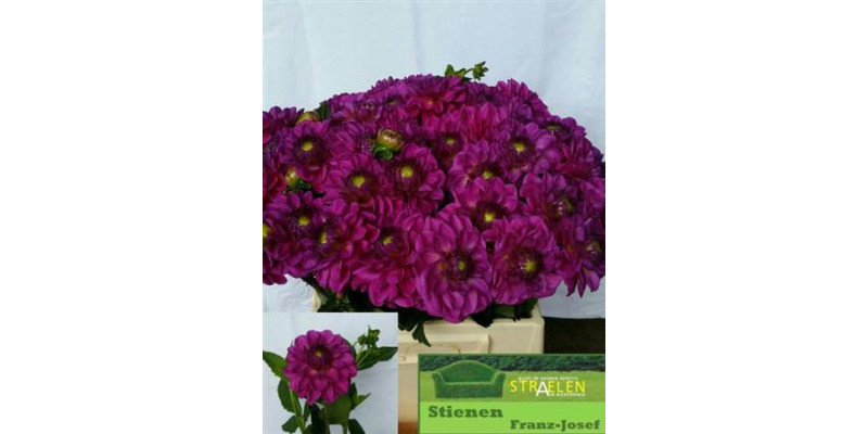 Dahlia Pom Purple 50cm 