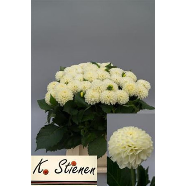 Dahlia Pom White 50cm 