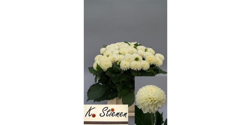 Dahlia Pom White 50cm 