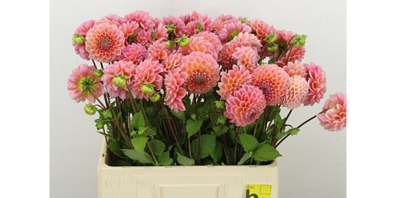 Dahlia Lindas Baby 60cm A1