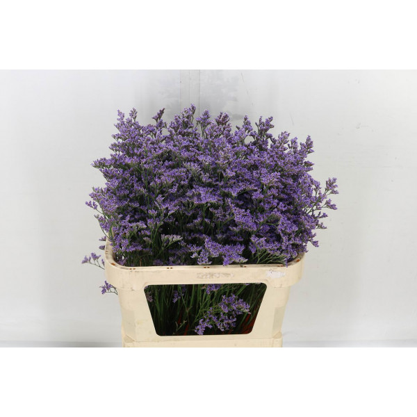 Limonium Safora Blue 80cm A1 Col-Blue