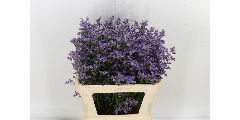 Limonium Safora Blue 80cm A1 Col-Blue