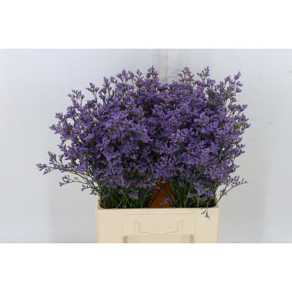 Limonium Safora Blue 70cm A1 Col-Blue