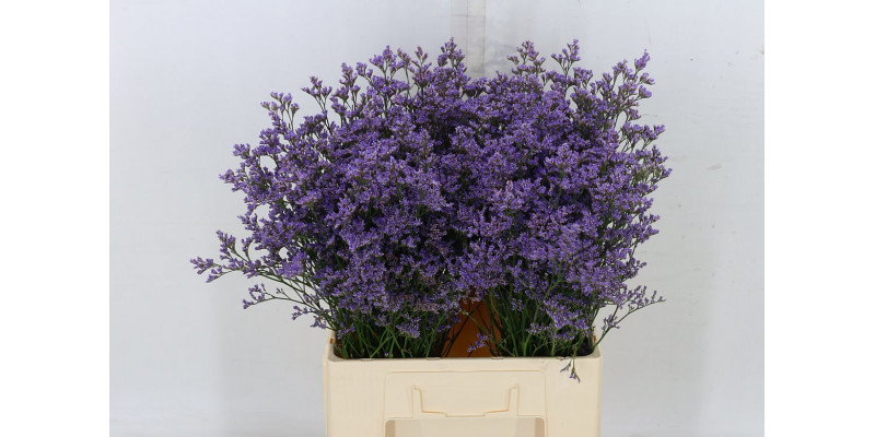 Limonium Safora Blue 70cm A1 Col-Blue