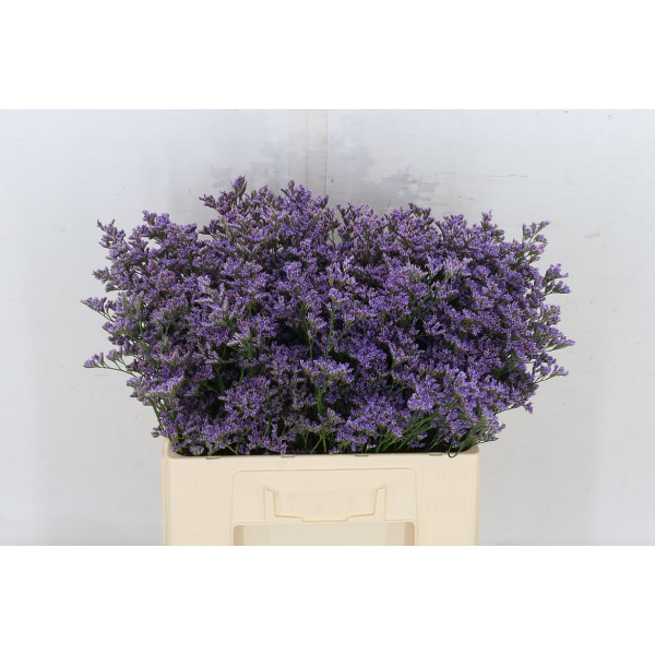 Limonium Safora Blue 65cm A1 Col-Blue