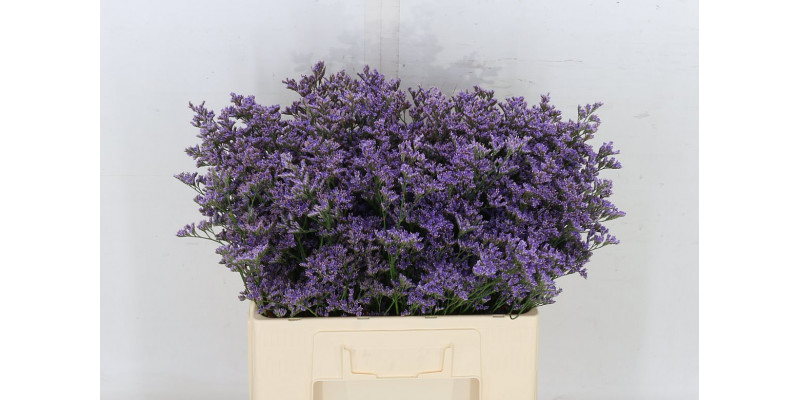 Limonium Safora Blue 65cm A1 Col-Blue