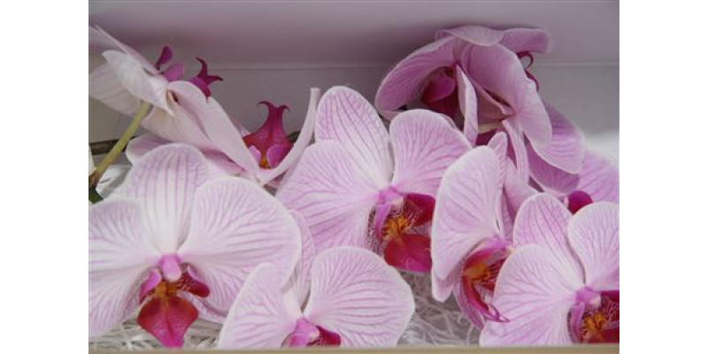 Orchid Phal Shanghai 45cm A1