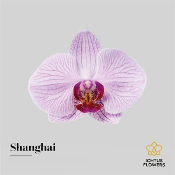 Orchid Phal Shanghai Bloem 25 Bloemen  A1