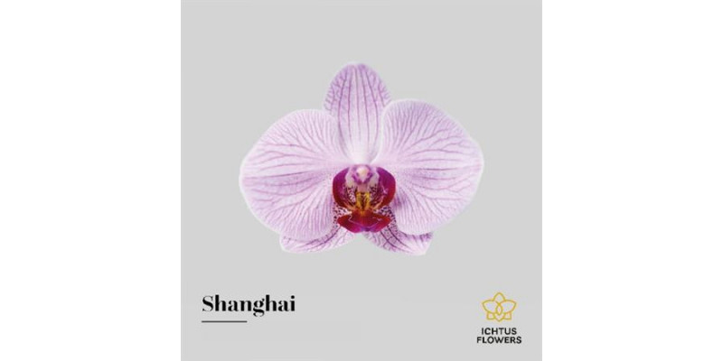 Orchid Phal Shanghai Bloem 25 Bloemen  A1