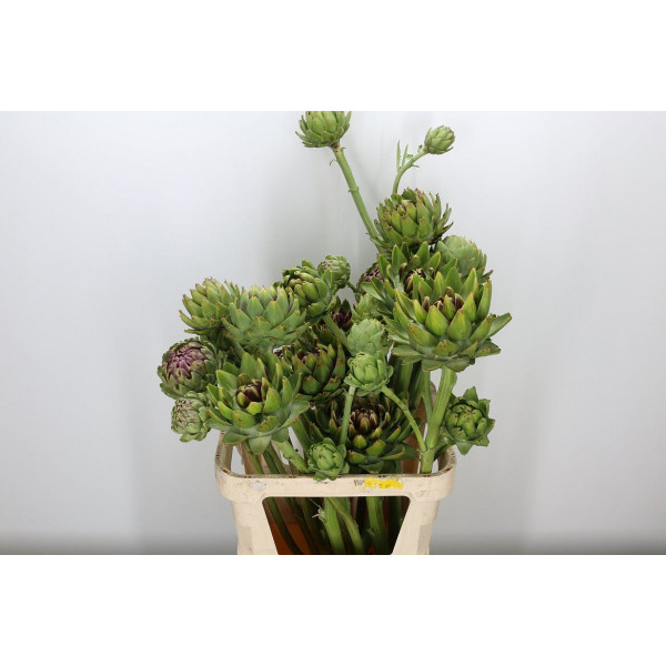 Cynara Groene V Laon 80cm A1 Col-Blue