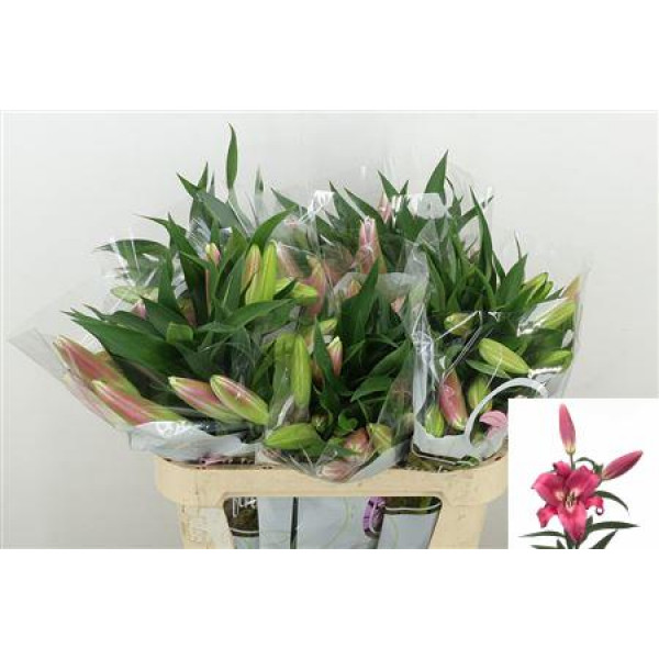 Lillys Or Robina 2 Plus 80cm A1