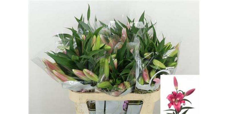 Lillys Or Robina 2 Plus 80cm A1