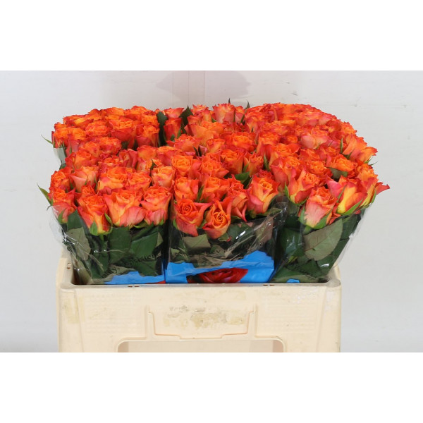 Rose Gr Mariyo 50 A1Orange