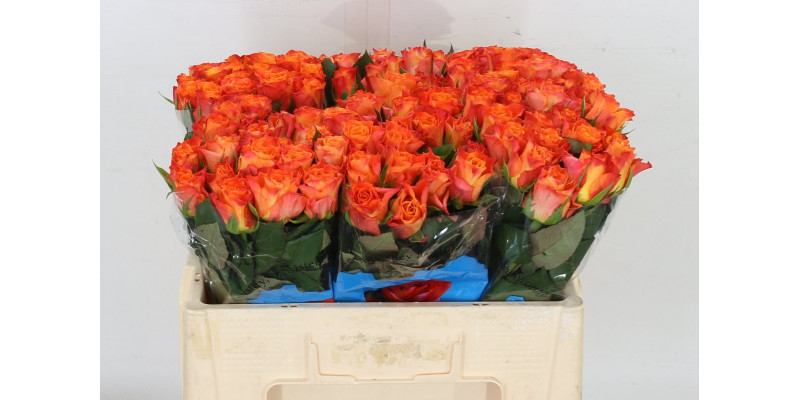 Rose Gr Mariyo 50 A1Orange