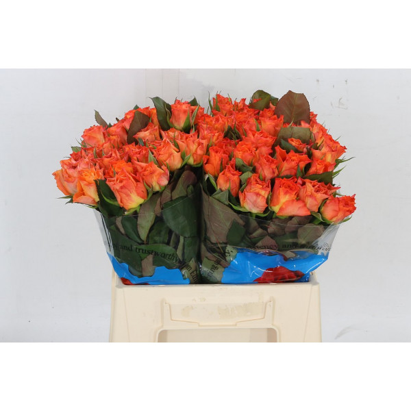 Rose Gr Mariyo 40 A1Orange