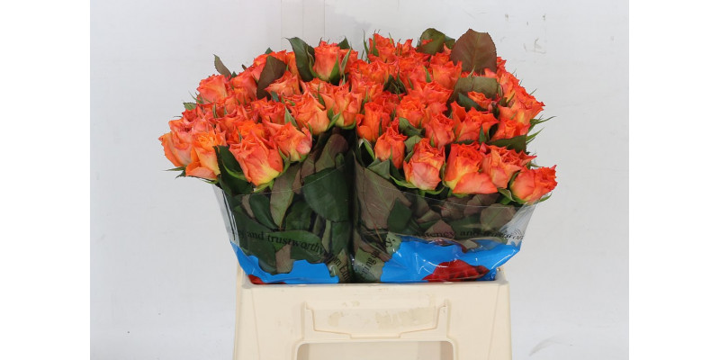 Rose Gr Mariyo 40 A1Orange