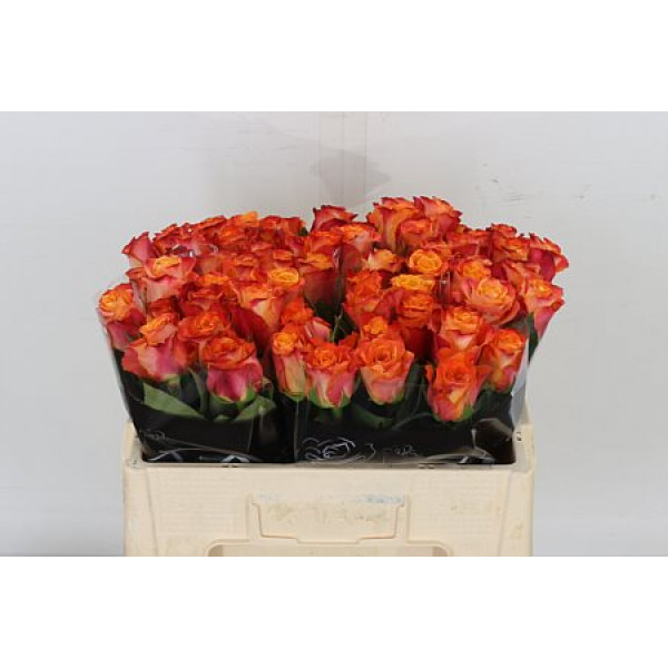 Rose Gr Mariyo Extra 50cm A1 Col-Orange