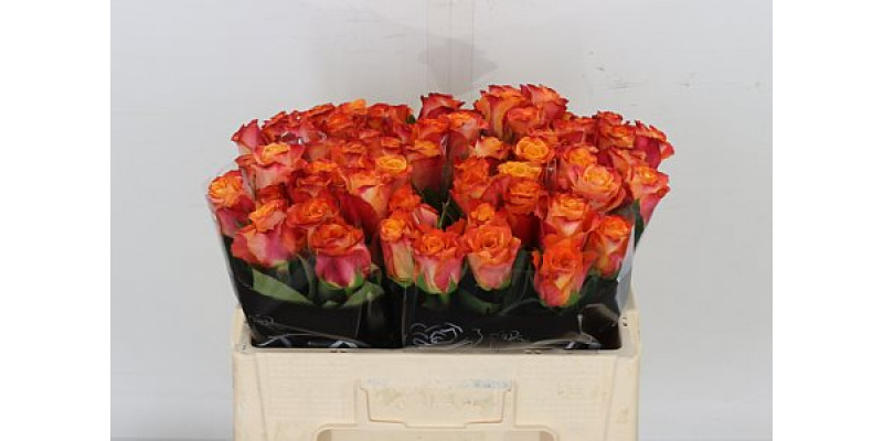 Rose Gr Mariyo Extra 50cm A1 Col-Orange