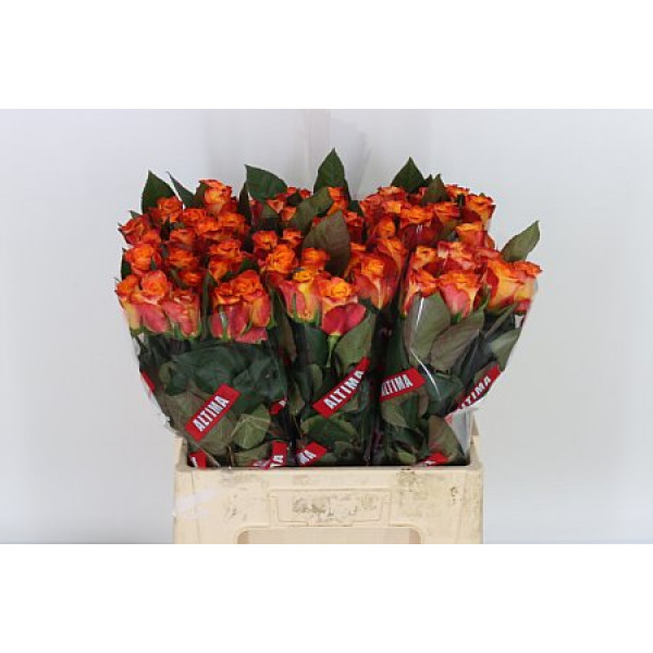 Rose Gr Mariyo Extra 60cm A1 Col-Orange