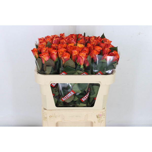 Rose Gr Mariyo Extra 70cm A1 Col-Orange