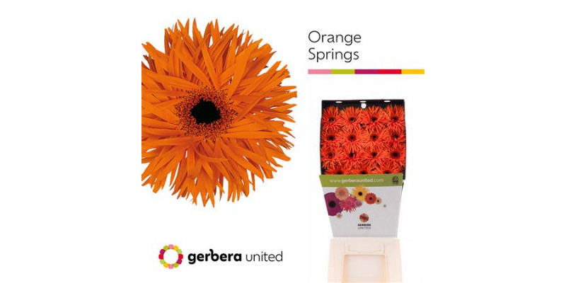 Ge Gs Orange Springs Diamond 50cm A1